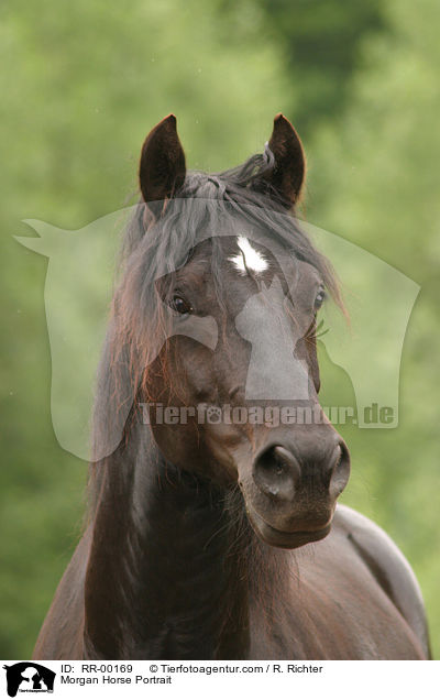 Morgan Horse Portrait / Morgan Horse Portrait / RR-00169