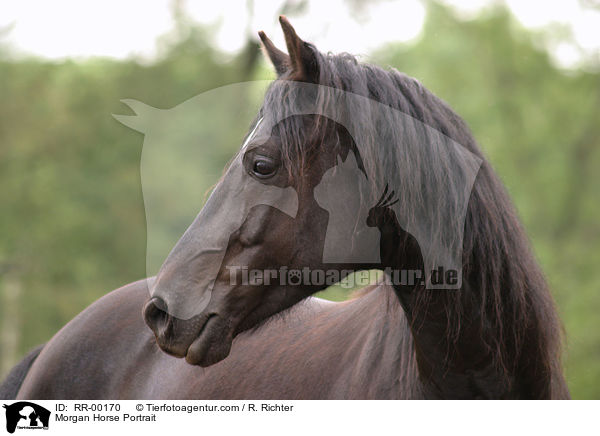 Morgan Horse Portrait / Morgan Horse Portrait / RR-00170