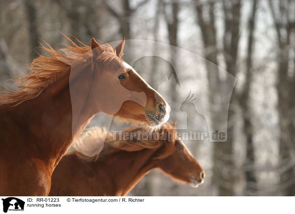 rennende Morgan Horses / running horses / RR-01223