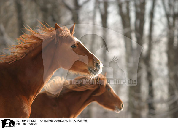 running horses / RR-01223
