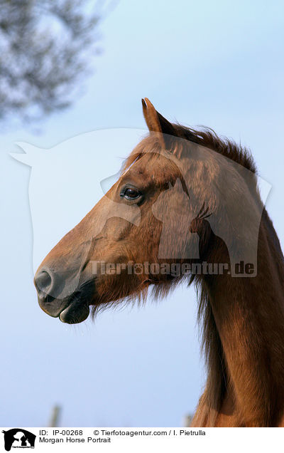 Morgan Horse Portrait / Morgan Horse Portrait / IP-00268