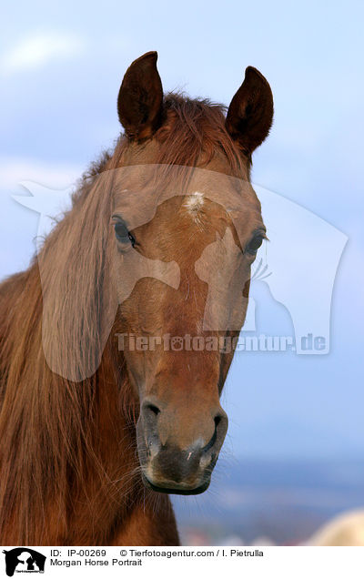 Morgan Horse Portrait / Morgan Horse Portrait / IP-00269