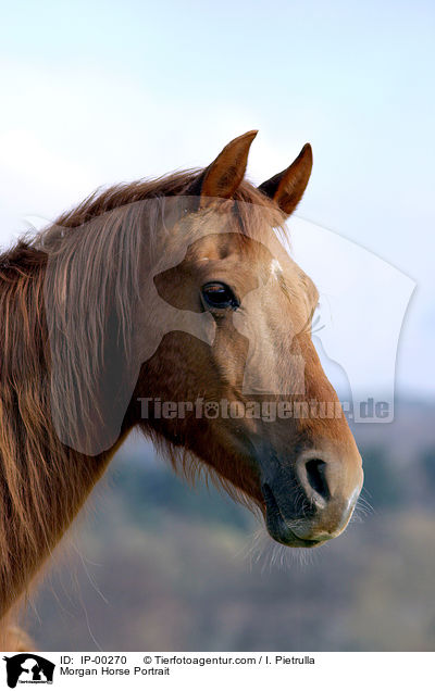 Morgan Horse Portrait / Morgan Horse Portrait / IP-00270