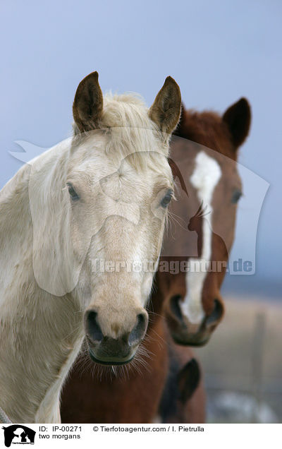 Zwei Morgan Horses / two morgans / IP-00271