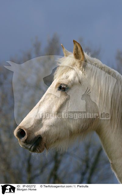 Portrait eines cremello farbenen Morgan Horses / Morgan Horse / IP-00272