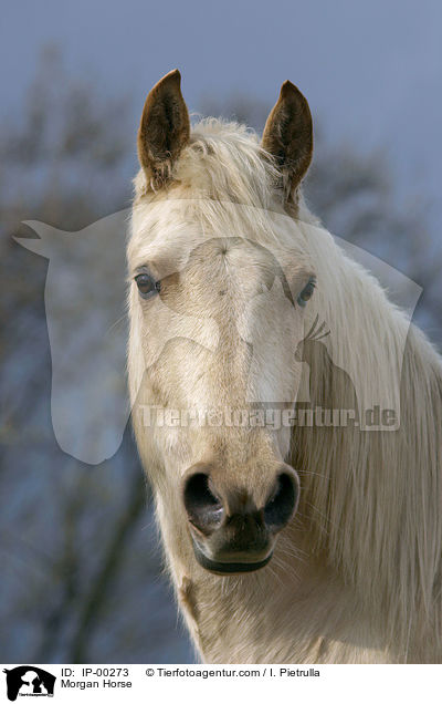 Portrait eines cremello farbenen Morgan Horses / Morgan Horse / IP-00273