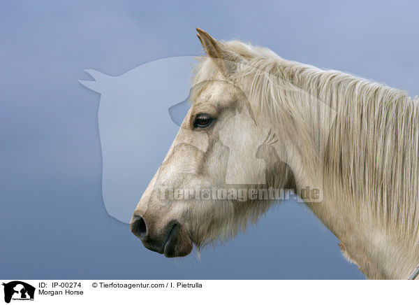 Portrait eines cremello farbenen Morgan Horses / Morgan Horse / IP-00274