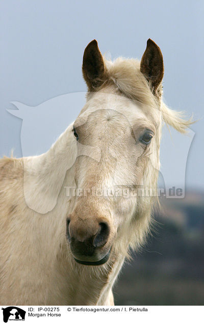 Portrait eines cremello farbenen Morgan Horses / Morgan Horse / IP-00275