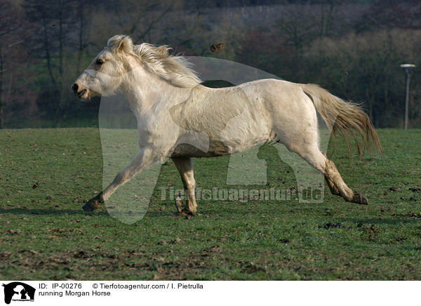 Morgan Horse im Galopp / running Morgan Horse / IP-00276