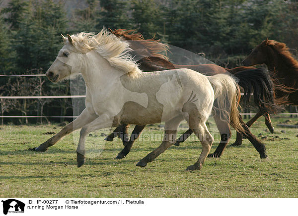 Morgan Horse im Galopp / running Morgan Horse / IP-00277