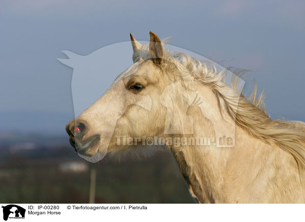 galoppierendes Morgan Horse im Portrait / Morgan Horse / IP-00280