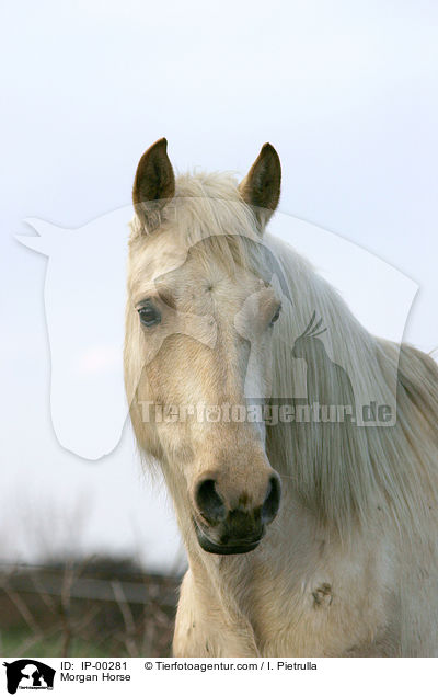 Portrait eines cremello farbenen Morgan Horses / Morgan Horse / IP-00281