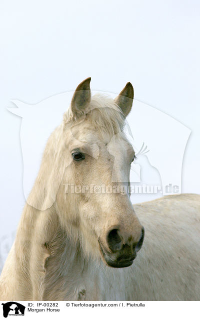 Portrait eines cremello farbenen Morgan Horses / Morgan Horse / IP-00282