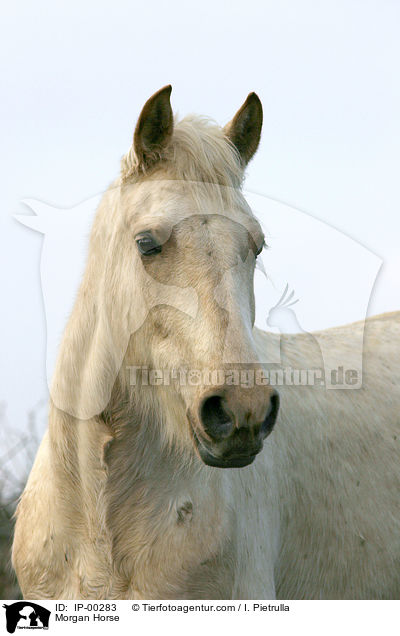 Portrait eines cremello farbenen Morgan Horses / Morgan Horse / IP-00283
