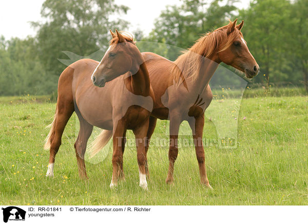 Jhrlinge auf der Weide / youngsters / RR-01841