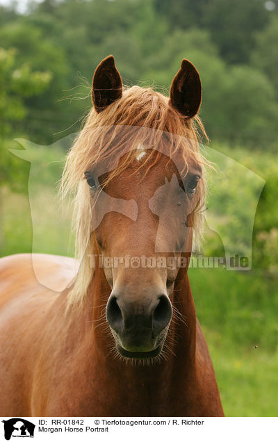 Morgan Horse Portrait / Morgan Horse Portrait / RR-01842