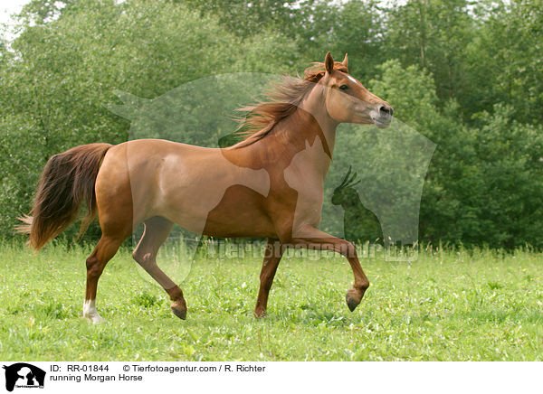 trabendes Pferd / running Morgan Horse / RR-01844
