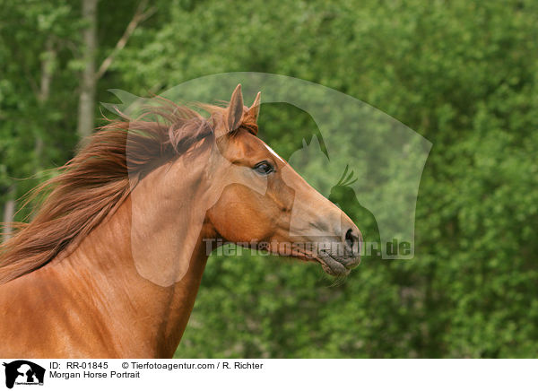 Morgan Horse Portrait / Morgan Horse Portrait / RR-01845