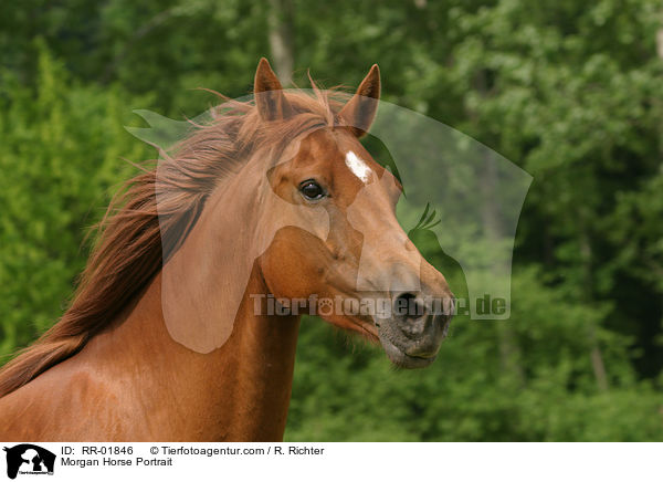 Morgan Horse Portrait / Morgan Horse Portrait / RR-01846