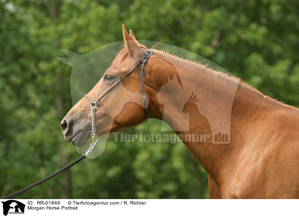 Morgan Horse Portrait / Morgan Horse Portrait / RR-01848