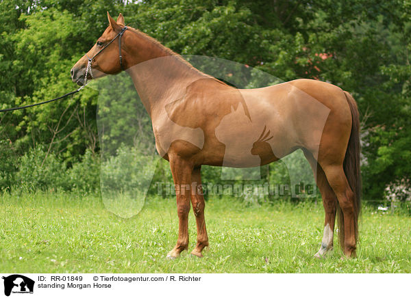 stehender / standing Morgan Horse / RR-01849