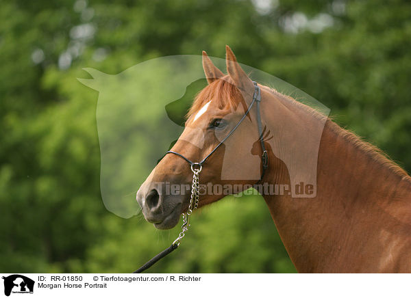 Morgan Horse Portrait / Morgan Horse Portrait / RR-01850