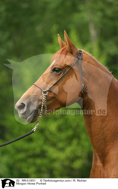 Morgan Horse Portrait / Morgan Horse Portrait / RR-01851