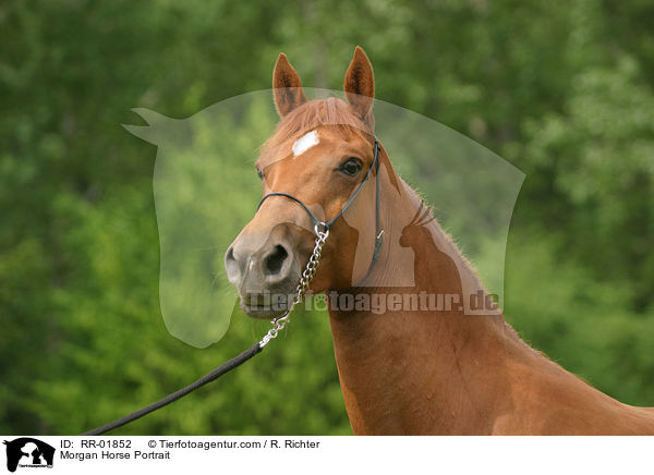 Morgan Horse Portrait / Morgan Horse Portrait / RR-01852