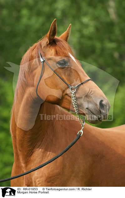 Morgan Horse Portrait / RR-01853