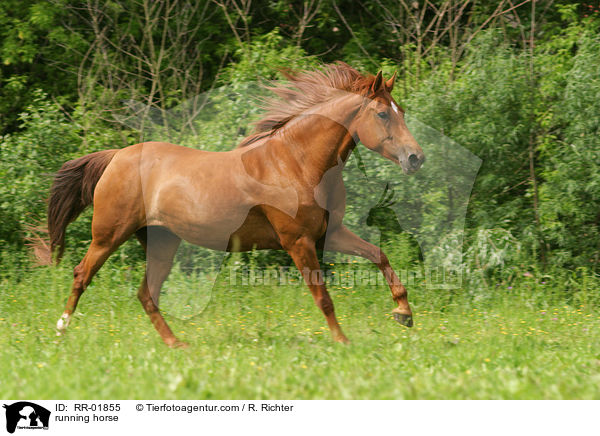 running horse / RR-01855