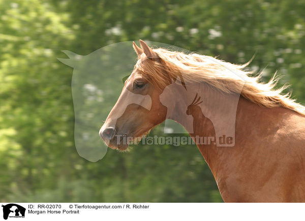 Morgan Horse Portrait / Morgan Horse Portrait / RR-02070