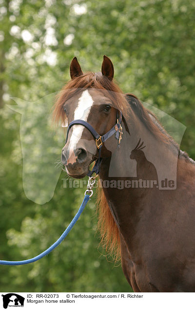 Morgan Horse Hengst / Morgan horse stallion / RR-02073