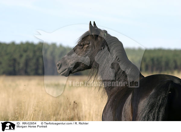 Morgan Horse Portrait / Morgan Horse Portrait / RR-02854