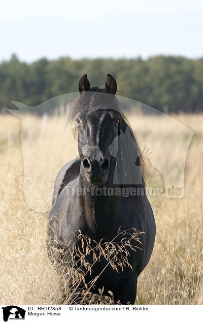 Morgan Horse / Morgan Horse / RR-02858
