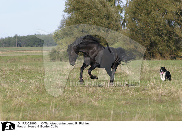 Morgan Horse & Border Collie / RR-02860