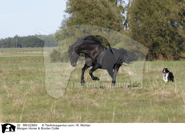 Morgan Horse & Border Collie / Morgan Horse & Border Collie / RR-02860