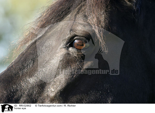 Morgan horse Auge / horse eye / RR-02862