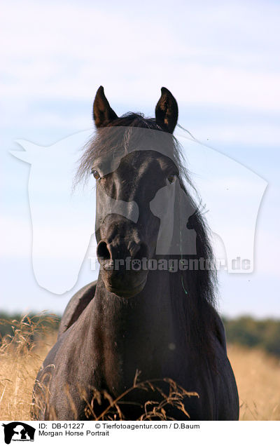 Morgan Horse Portrait / Morgan Horse Portrait / DB-01227