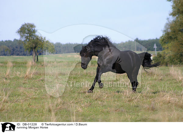 rennendes Morgan Horse / running Morgan Horse / DB-01228