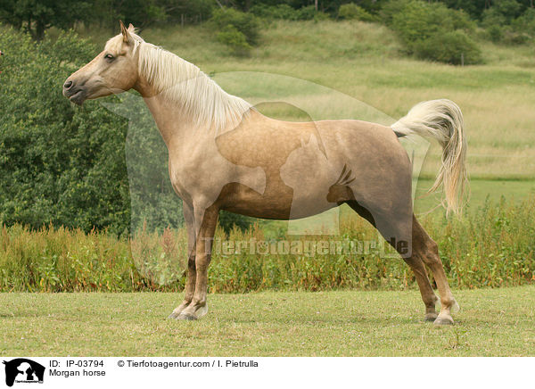 Morgan Horse / Morgan horse / IP-03794