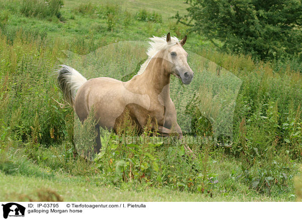 galoppierendes Morgan Horse / galloping Morgan horse / IP-03795