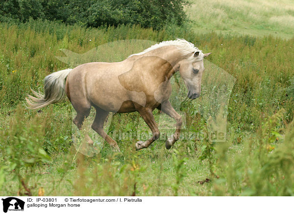 galoppierendes Morgan Horse / galloping Morgan horse / IP-03801