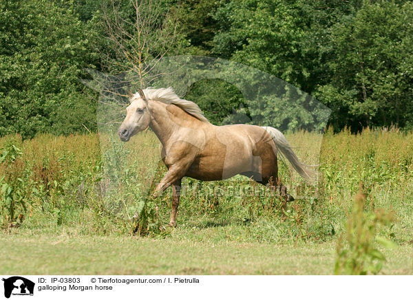 galoppierendes Morgan Horse / galloping Morgan horse / IP-03803
