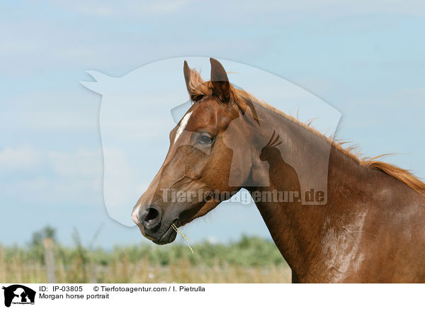 Morgan Horse Portrait / Morgan horse portrait / IP-03805