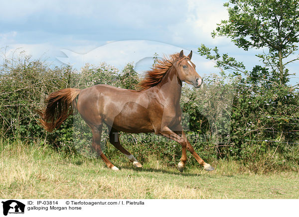 galoppierendes Morgan Horse / galloping Morgan horse / IP-03814