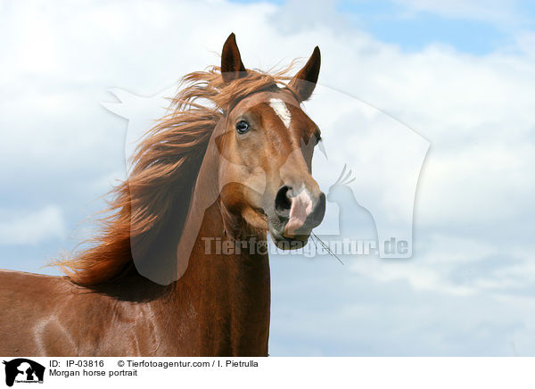 Morgan Horse Portrait / Morgan horse portrait / IP-03816