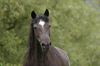 Morgan Horse Portrait