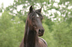 Morgan Horse Portrait