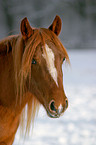 Morgan Horse Portrait