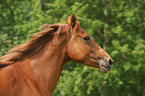 Morgan Horse Portrait